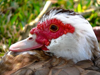 Muscovy