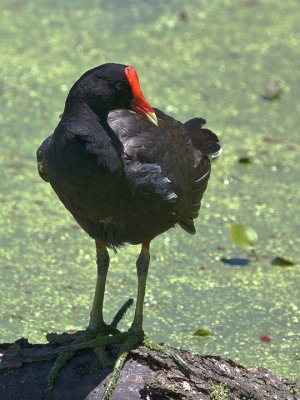 Common Moorhen