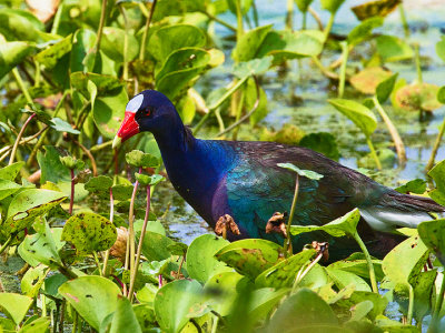 Purple Gallinule 1.jpg