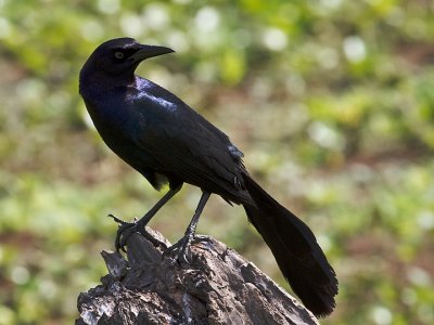 Great-tailed Grackle 
