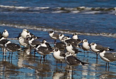 LAUGHING GULL 02.jpg