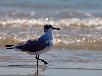 LAUGHING GULL 3.jpg