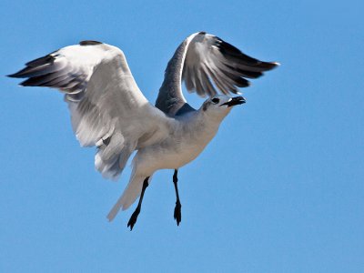 LAUGHING GULL 4.jpg