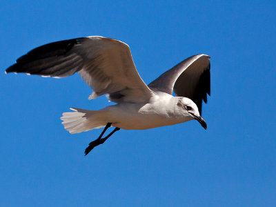 LAUGHING GULL 5.jpg