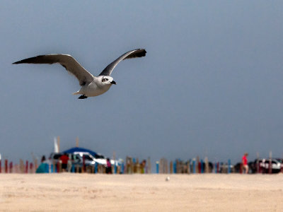 LAUGHING GULL 8.jpg