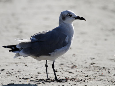 LAUGHING GULL 9.jpg