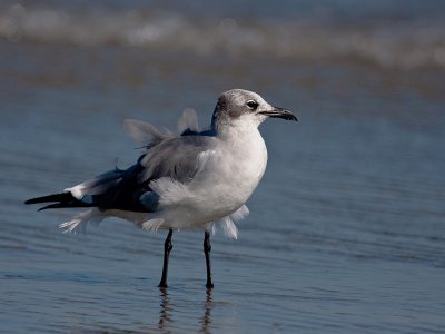 LAUGHING GULL 11.jpg