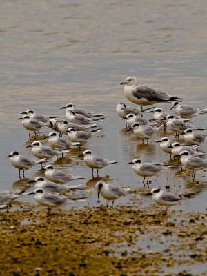 RING-BILLED GULL