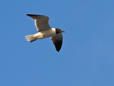 LAUGHING GULL-breeding adult 12.jpg