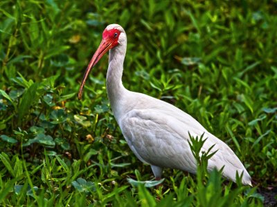 WITHE IBIS 11.jpg