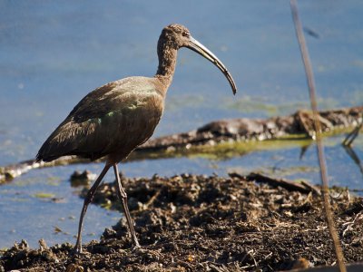 WITHE-FACED IBIS 1.jpg