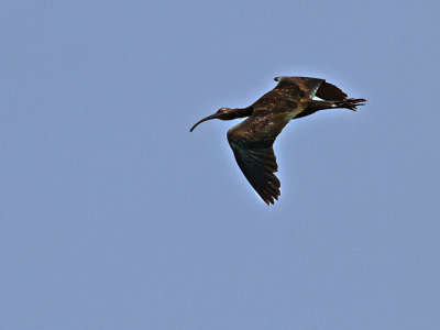 WITHE-FACED IBIS 2.jpg