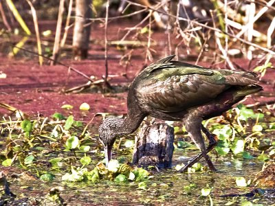WITHE-FACED IBIS 3.jpg