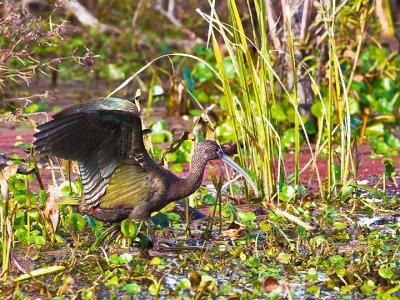 WITHE-FACED IBIS 4.jpg