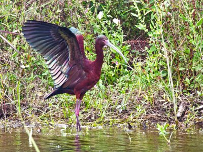 WITHE-FACED IBIS 5.jpg