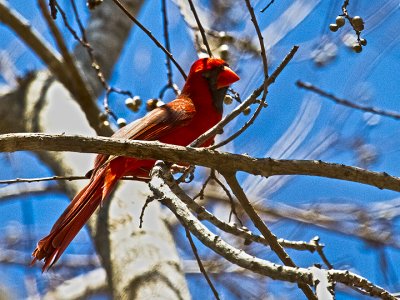 NORTHERN CARDINAL 01.jpg
