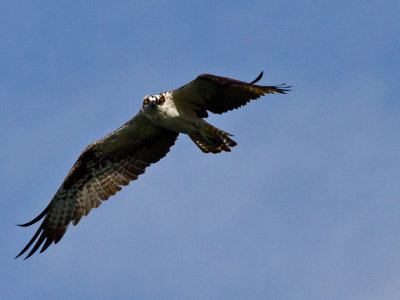 Ospreys