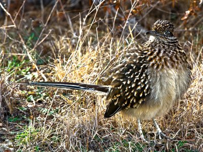 Great Roadrunner 01.jpg