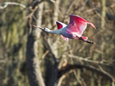ROSEATE SPOONBILL 02.jpg