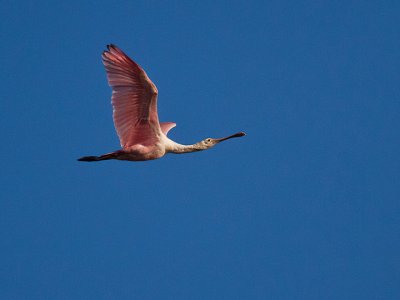 ROSEATE SPOONBILL 03.jpg