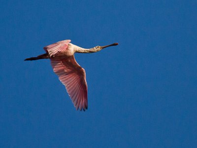 ROSEATE SPOONBILL 04.jpg