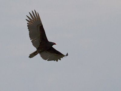 Turkey Vulture 1.jpg
