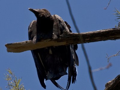 Black Vulture 1.jpg