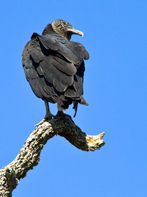 Black Vulture 2.jpg