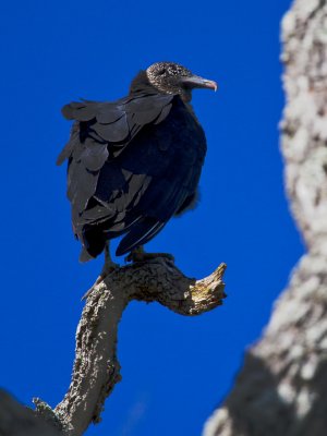 Black Vulture 3.jpg