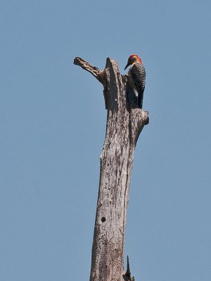 Ladder-backed Woodpecker 2.jpg
