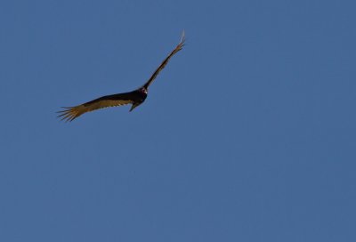 IMG_0063.jpg