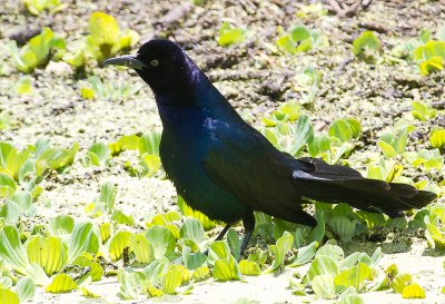 Boat-tailed Grackle