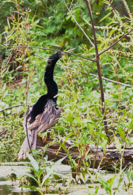 ANHINGA 22.jpg