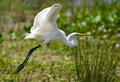 great_egret
