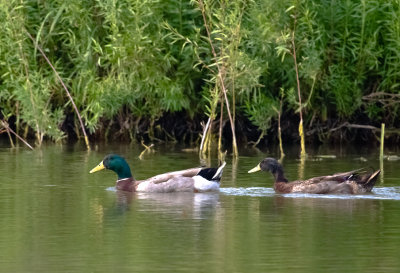 Mallard