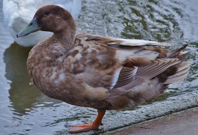 Mallard