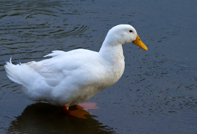 Greylag Goose