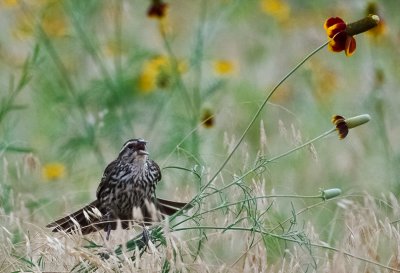 Song Sparrow