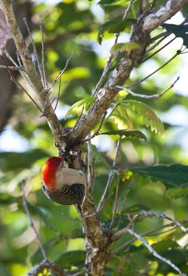 Red-bellied Woodpecker 01.jpg