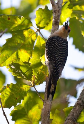 Red-bellied Woodpecker 03.jpg