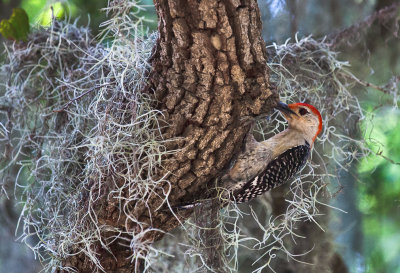 Red-bellied Woodpecker 05.jpg