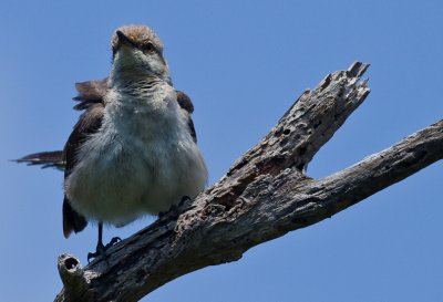 Northen Mockingbird 02.jpg