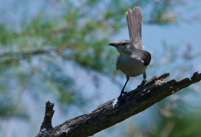 Northen Mockingbird 04.jpg