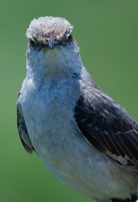 Northen Mockingbird 07.jpg
