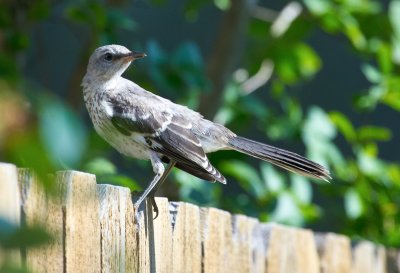 Northen Mockingbird 3.jpg