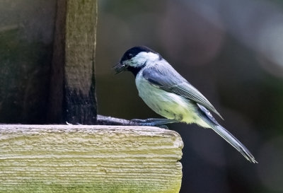 Carolina Chickadee 01.jpg