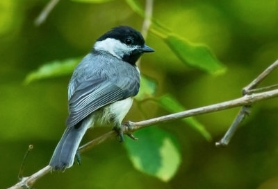 Carolina Chickadee 02.jpg
