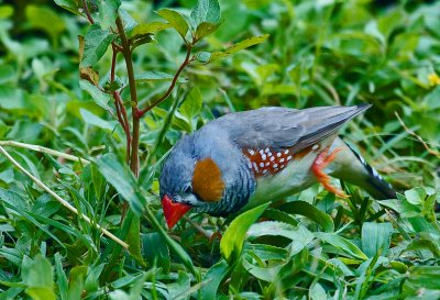 Zebra finch