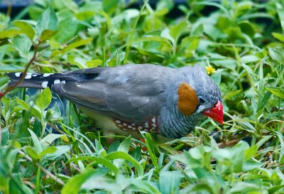  Zebra finch 03.jpg