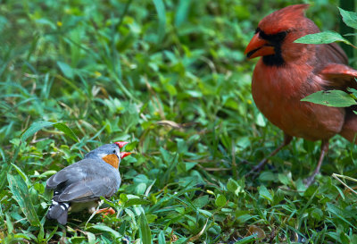 Zebra finch 02.jpg